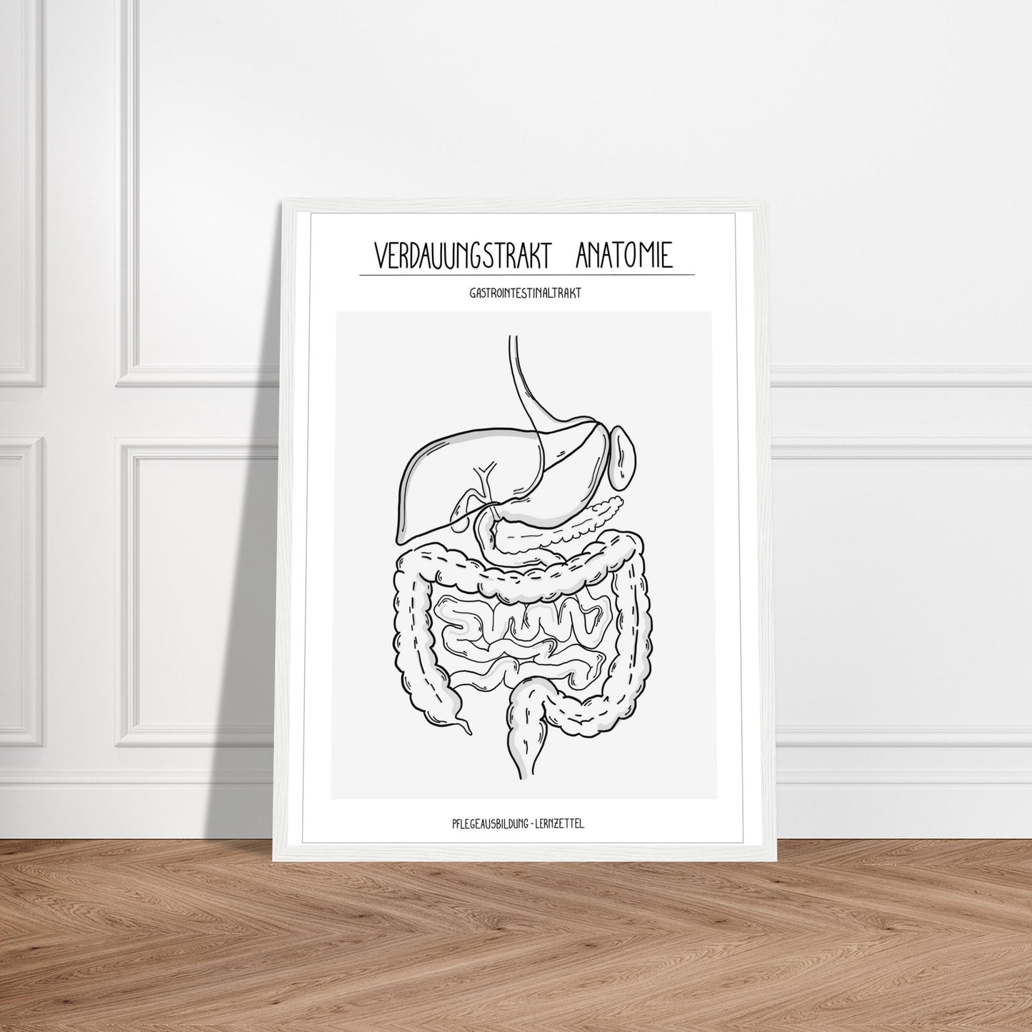 Anatomische Zeichnungen - Verdauungstrakt