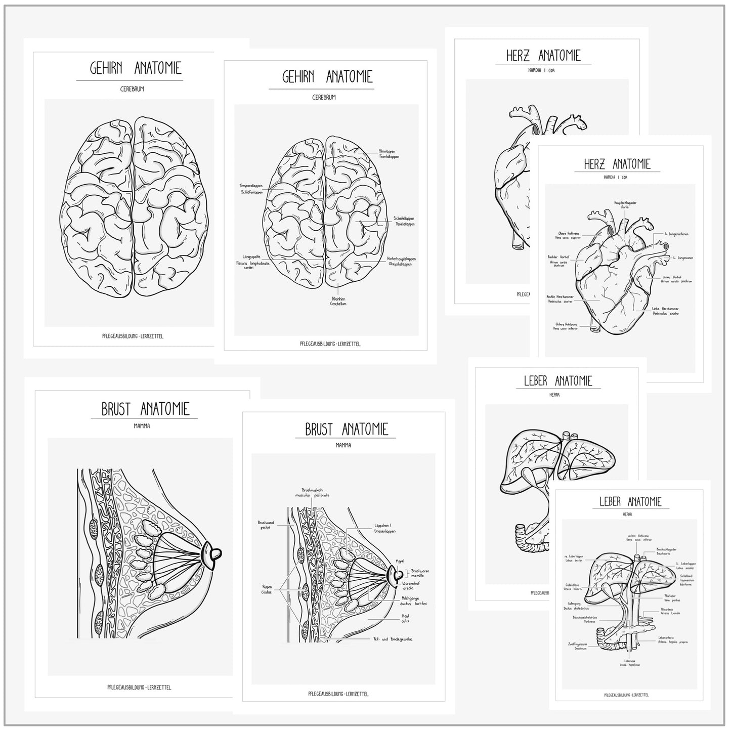 BUNDLE Anatomische Zeichnungen