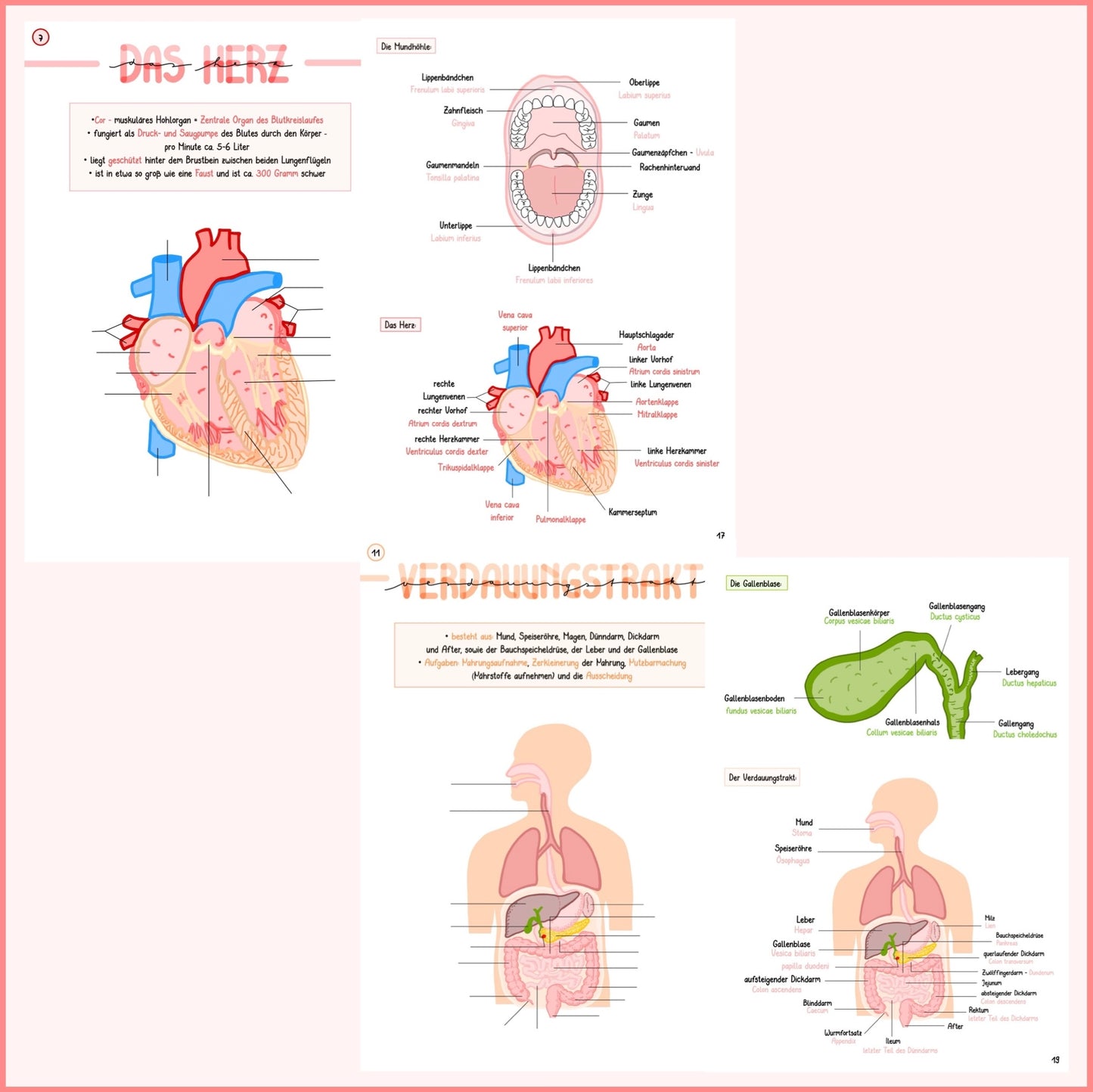 Anatomie Übungsblätter Teil 1