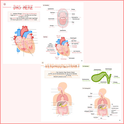 BUNDLE Anatomie