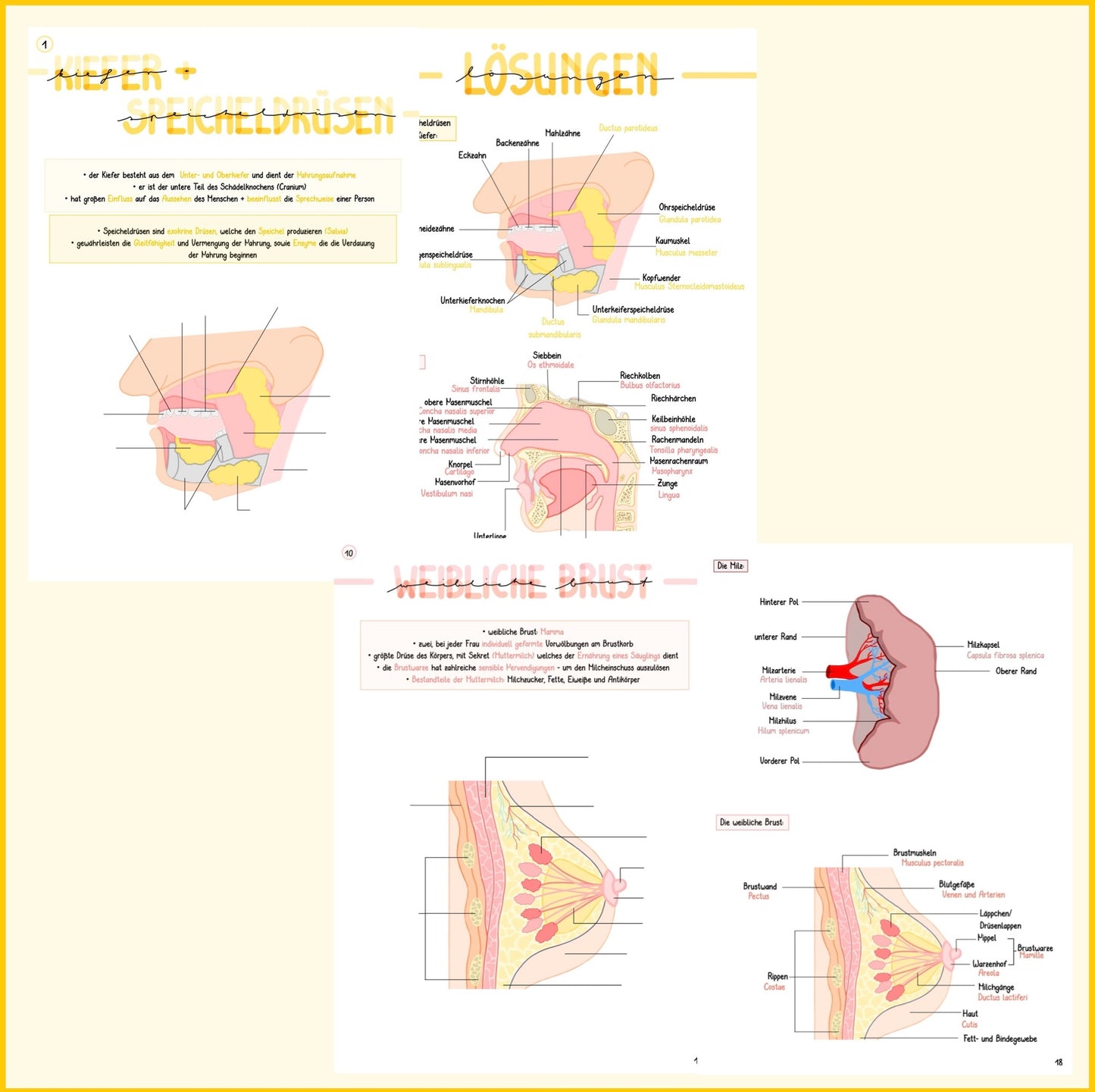 Anatomie Übungsblätter Teil 2