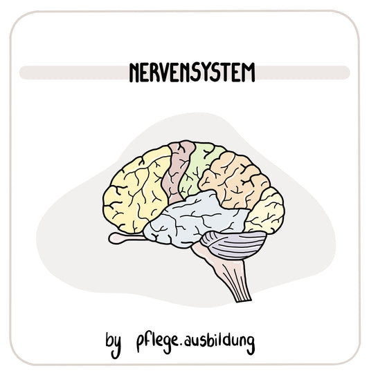 Nervensystem