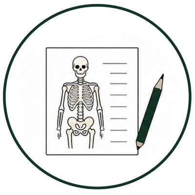 Anatomie 🦴