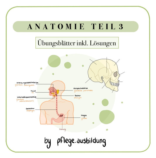 Anatomie Übungsblätter Teil 3