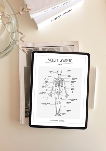 Anatomische Zeichnungen