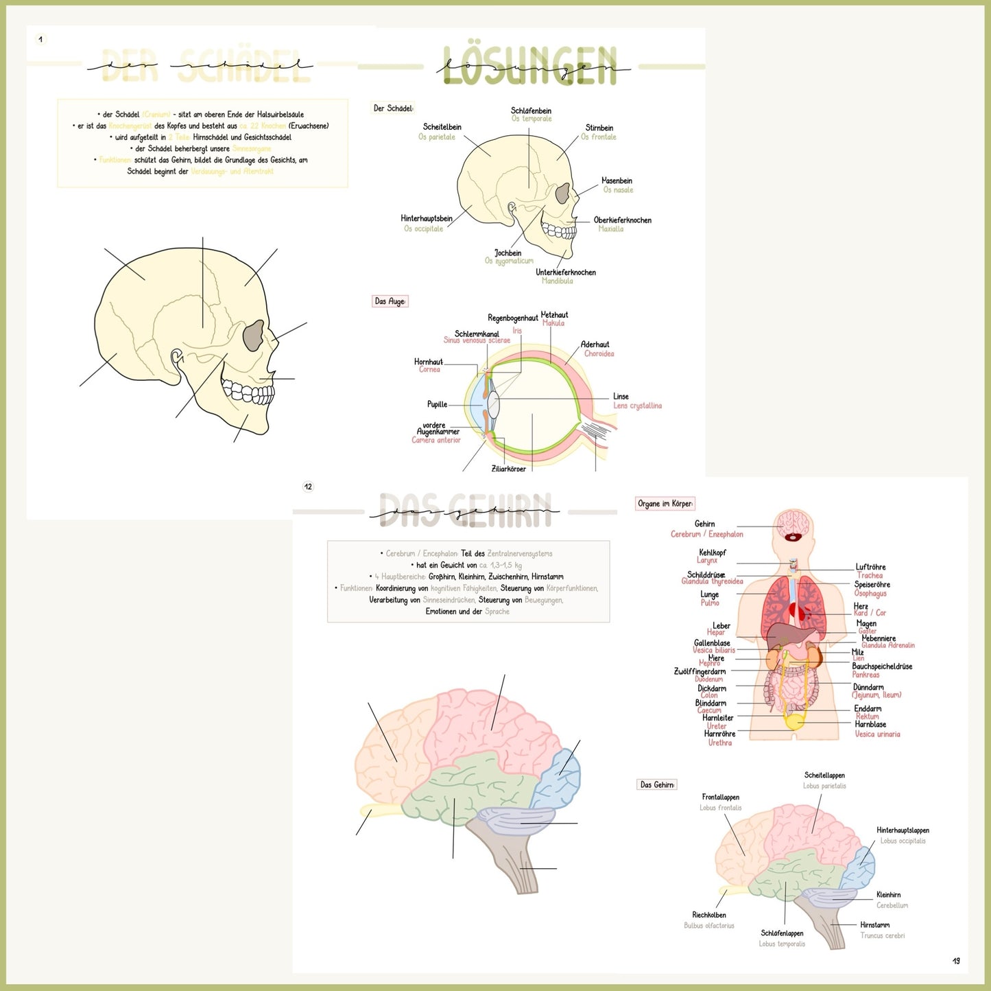 Anatomie Übungsblätter Teil 3